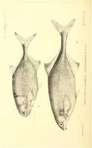n255_w1150