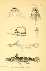 n53_w1150