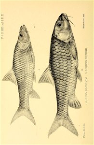 n51_w1150