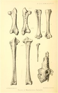 n217_w1150