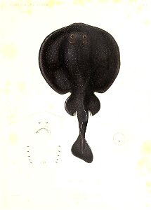 n186_w1150