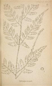 n206_w1150