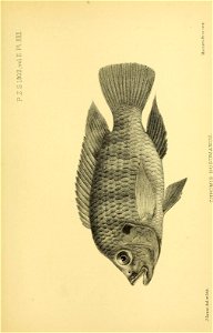 n420_w1150