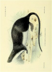 n575_w1150