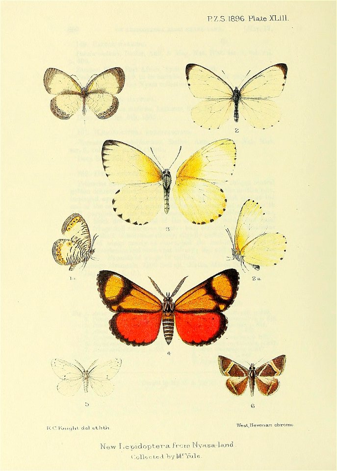 n965_w1150