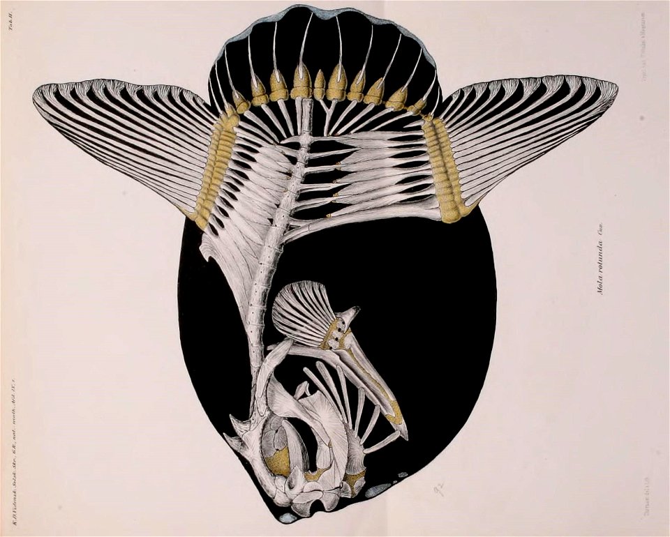 n118_w1150
