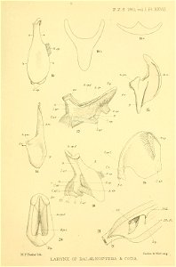 n356_w1150