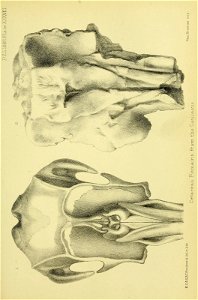 n656_w1150