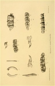 n223_w1150