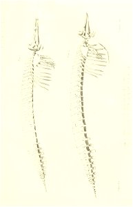 n576_w1150