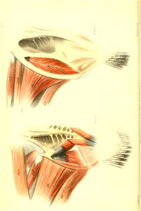 n239_w1150