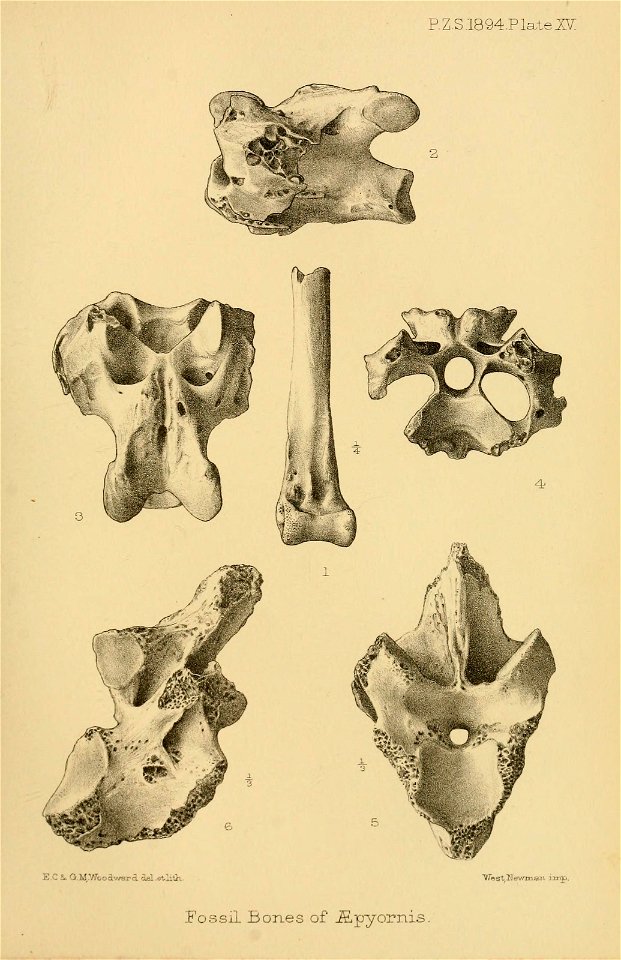 n162_w1150