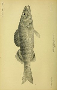 n483_w1150