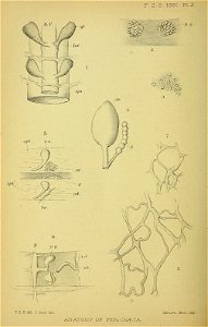 n195_w1150