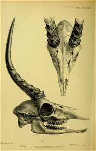 n299_w1150