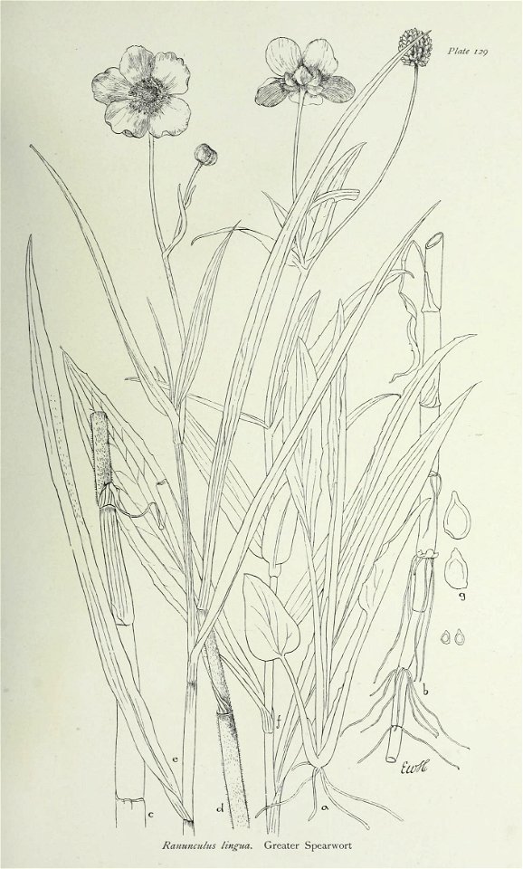 n268_w1150