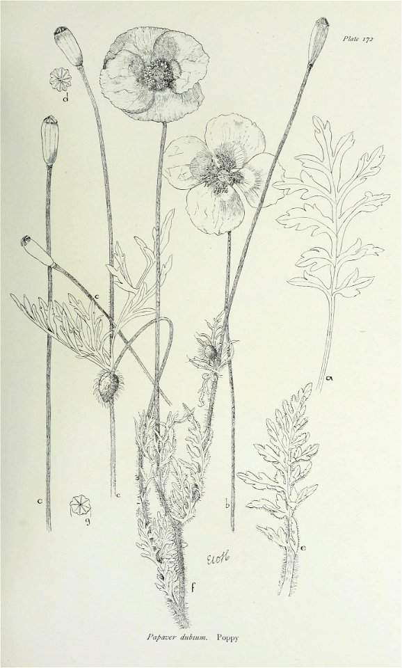 n356_w1150