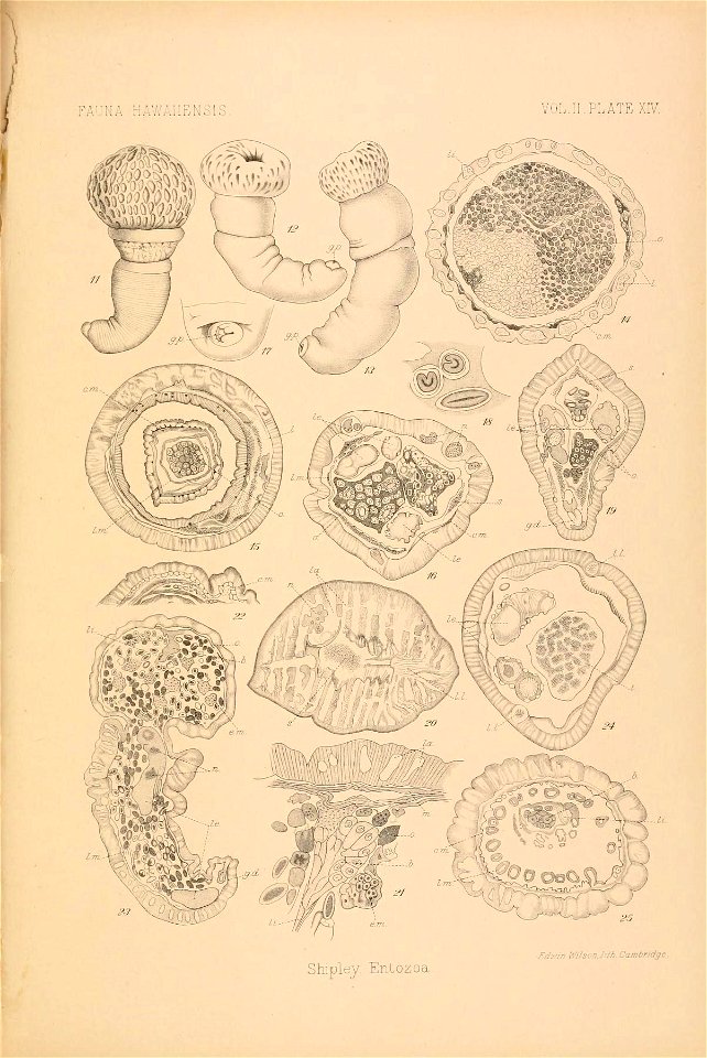 n868_w1150