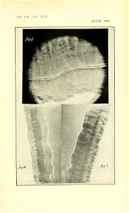 n146_w1150