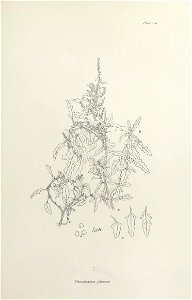 n350_w1150