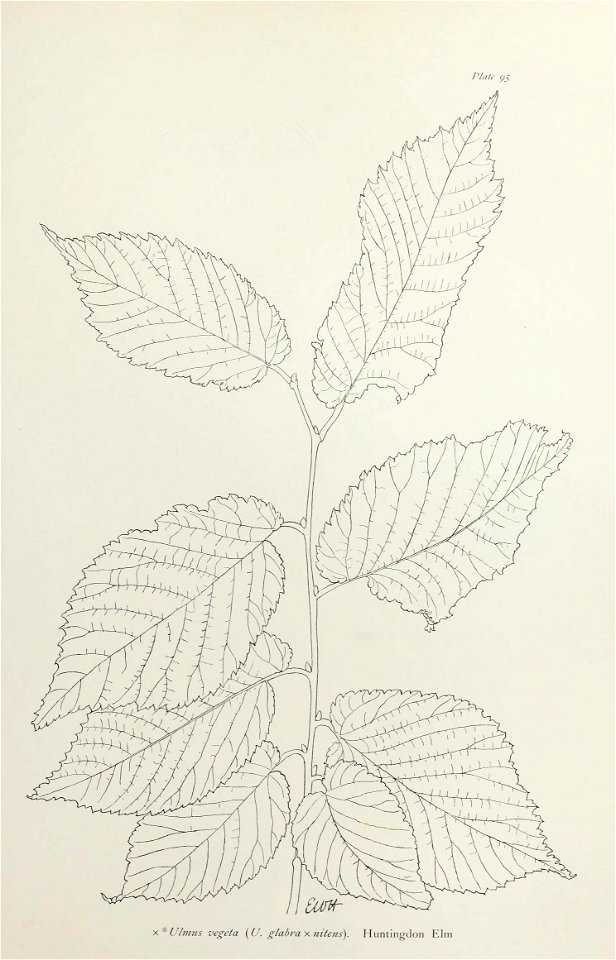 n200_w1150