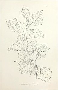 n16_w1150