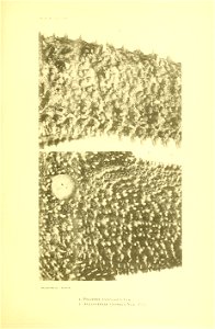 n244_w1150