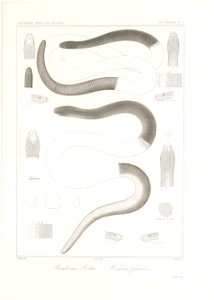 n54_w1150