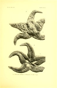 n156_w1150