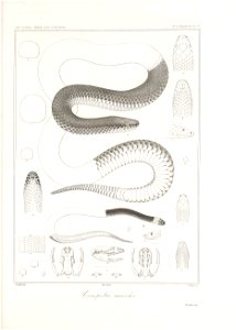n156_w1150