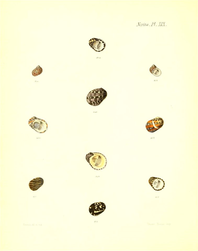 n503_w1150