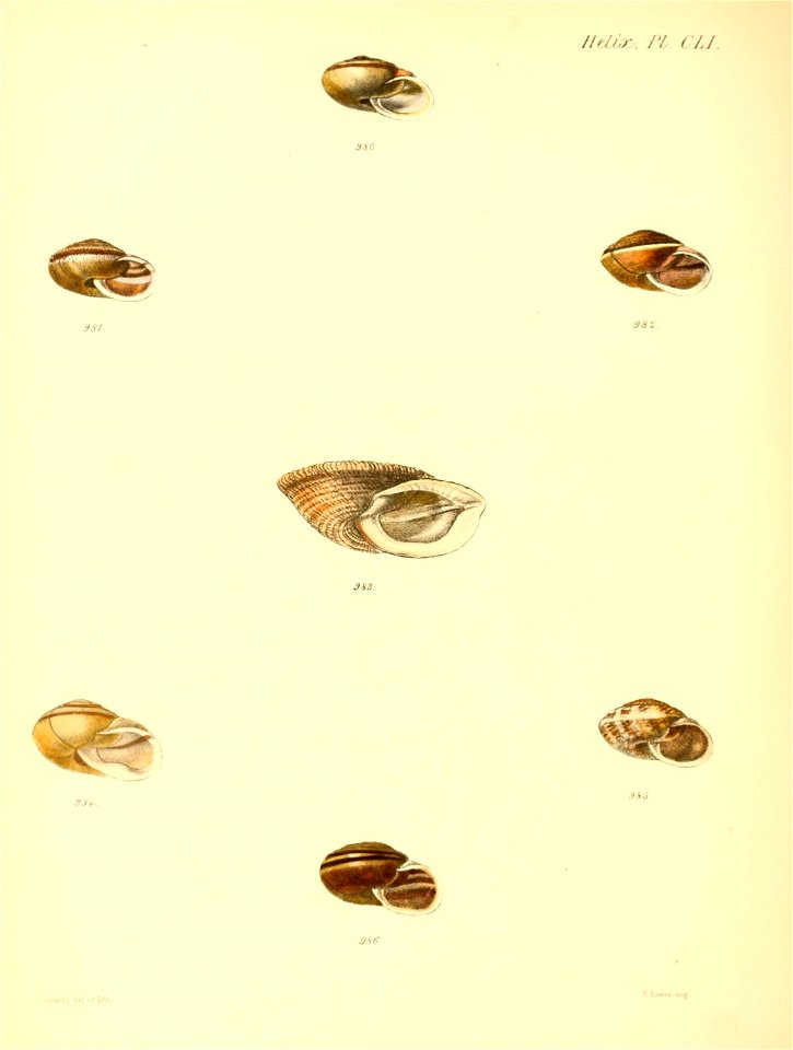 n635_w1150