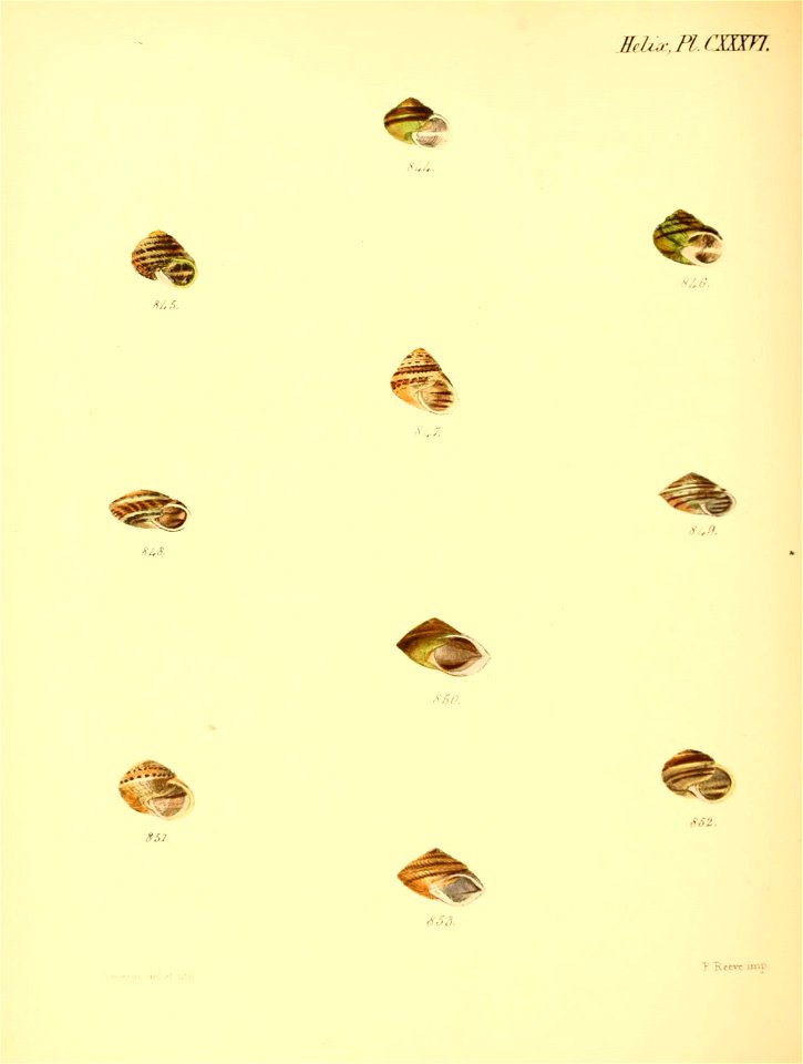 n565_w1150