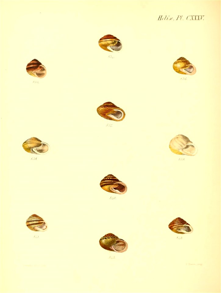 n559_w1150