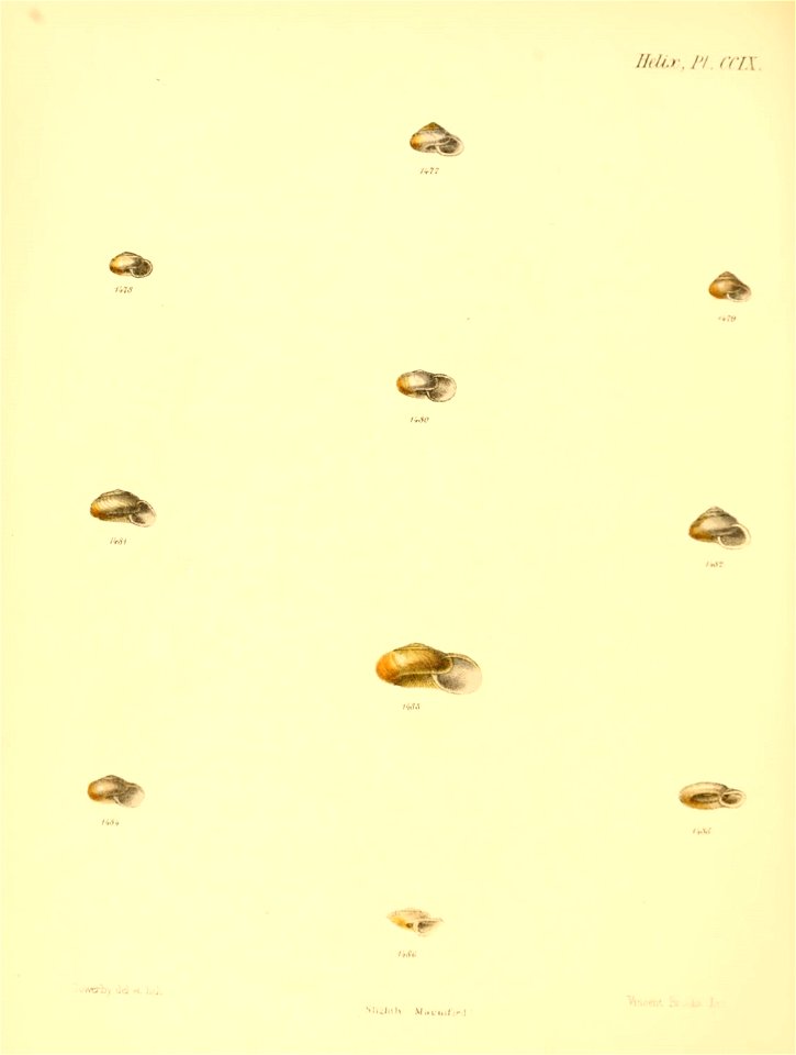 n871_w1150