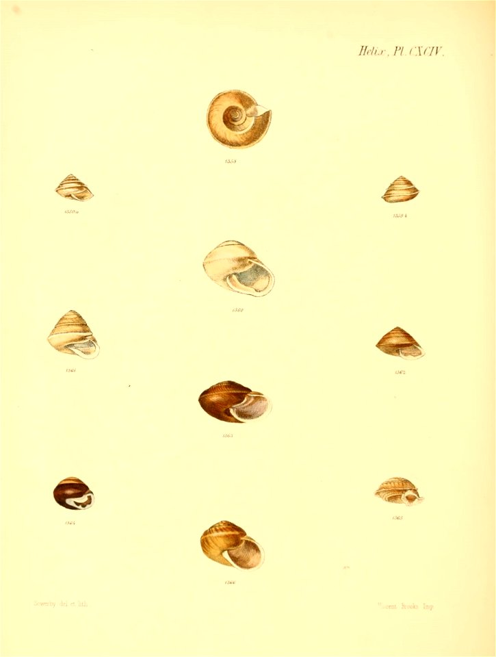 n811_w1150
