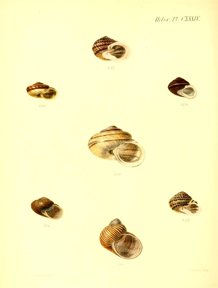 n555_w1150