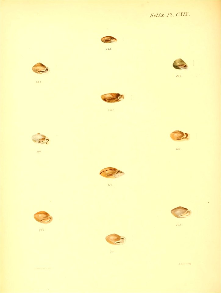 n491_w1150