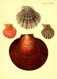 n55_w1150