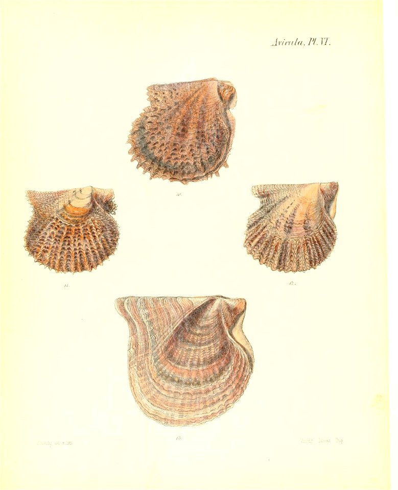 n505_w1150