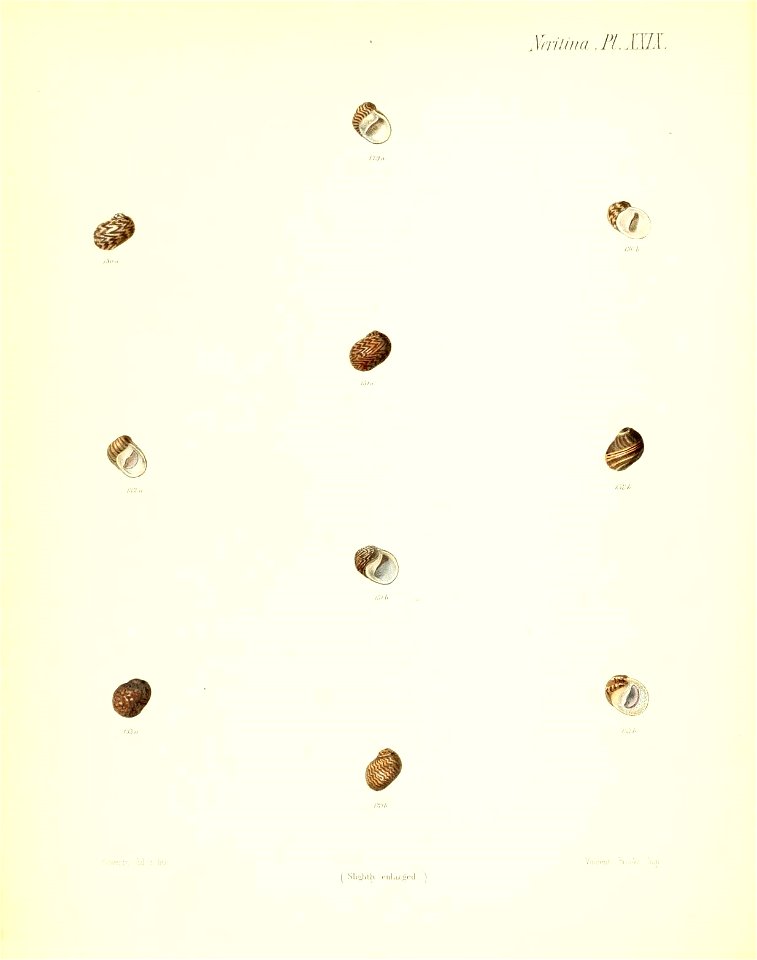n199_w1150