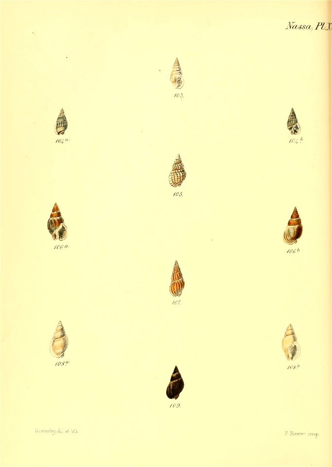 n595_w1150