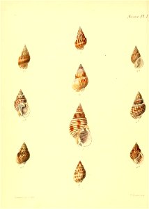 n535_w1150
