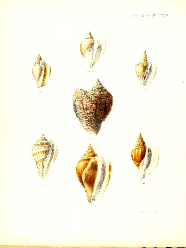 n509_w1150