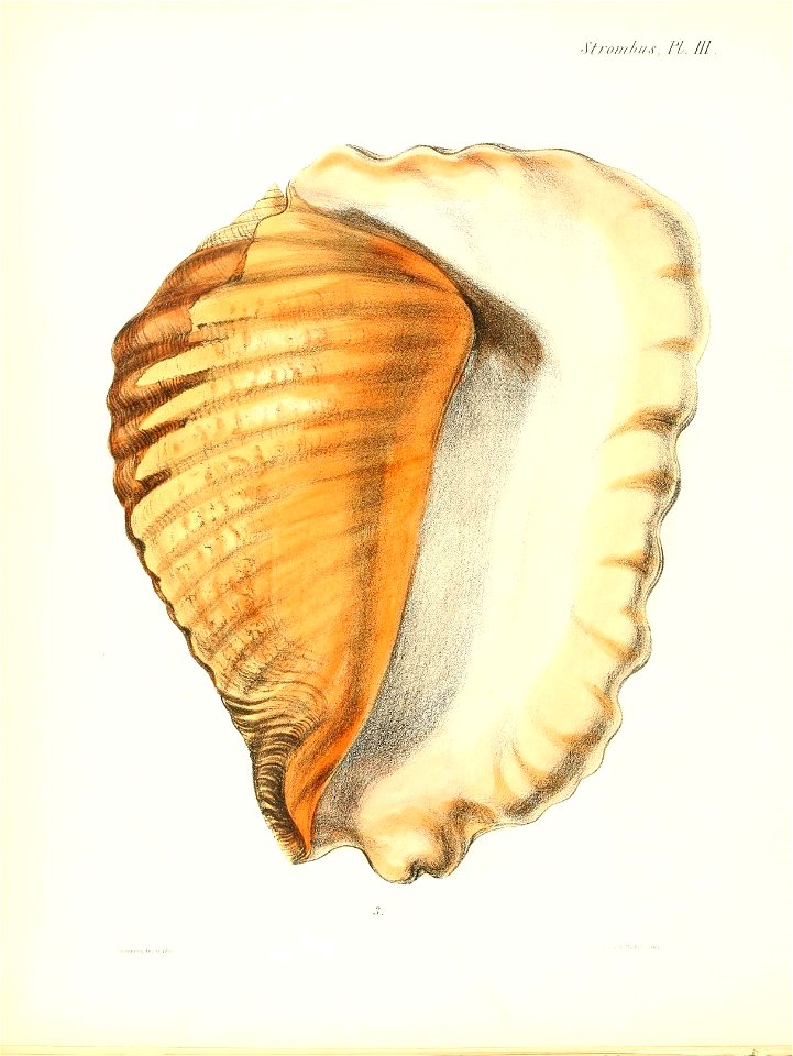 n449_w1150