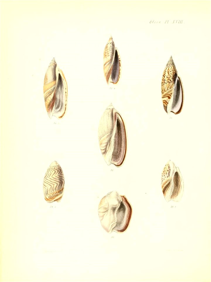 n385_w1150