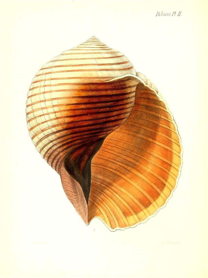 n485_w1150