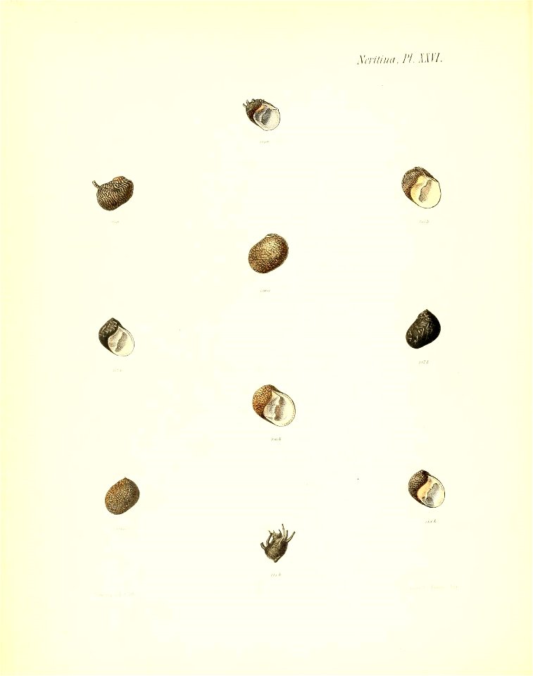 n187_w1150