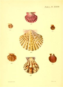 n135_w1150