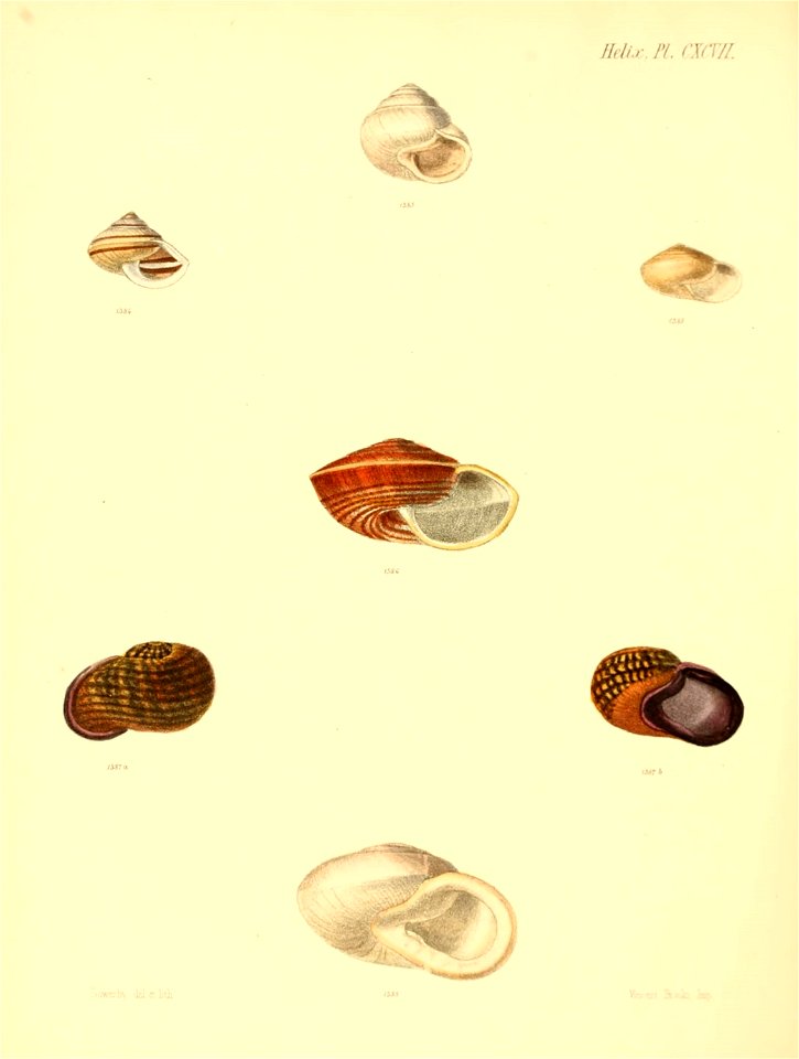 n823_w1150
